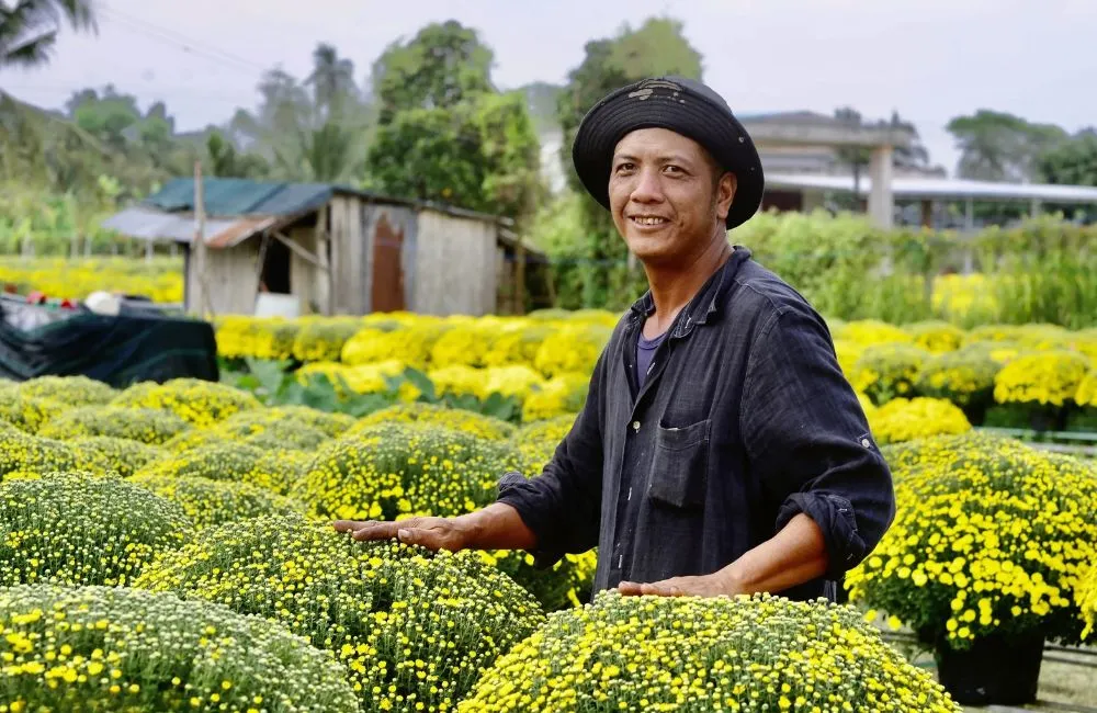 Cúc mâm xôi Chợ Lách 