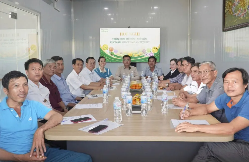 Cúc mâm xôi Chợ Lách