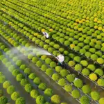 ViGen và hành trình xây dựng thương hiệu cúc mâm xôi Chợ Lách