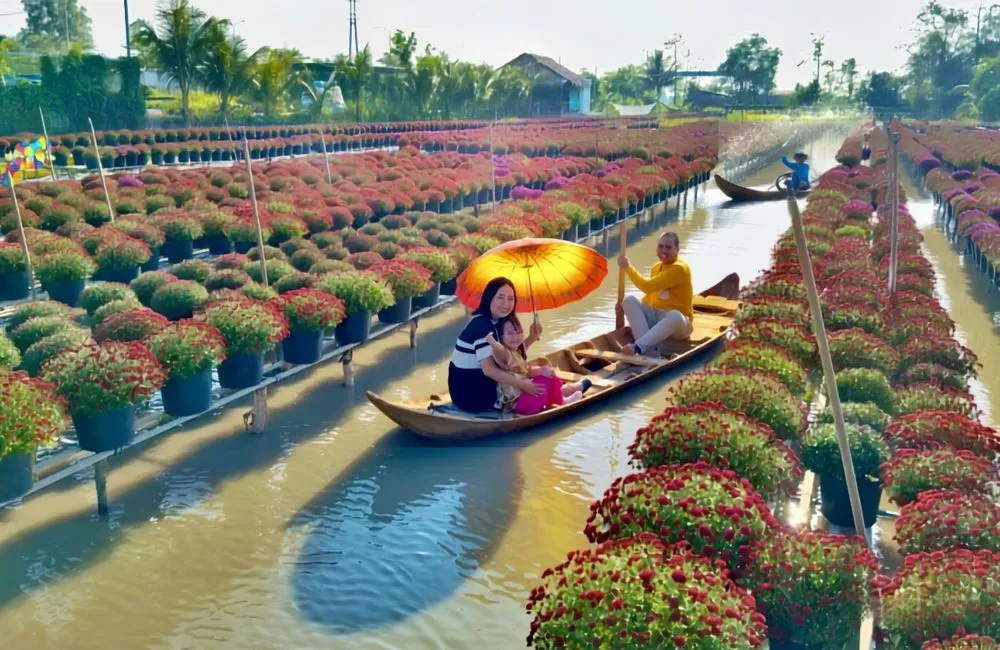 Cúc mâm xôi Chợ Lách