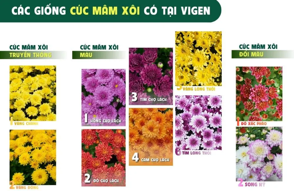 Cúc mâm xôi Chợ Lách