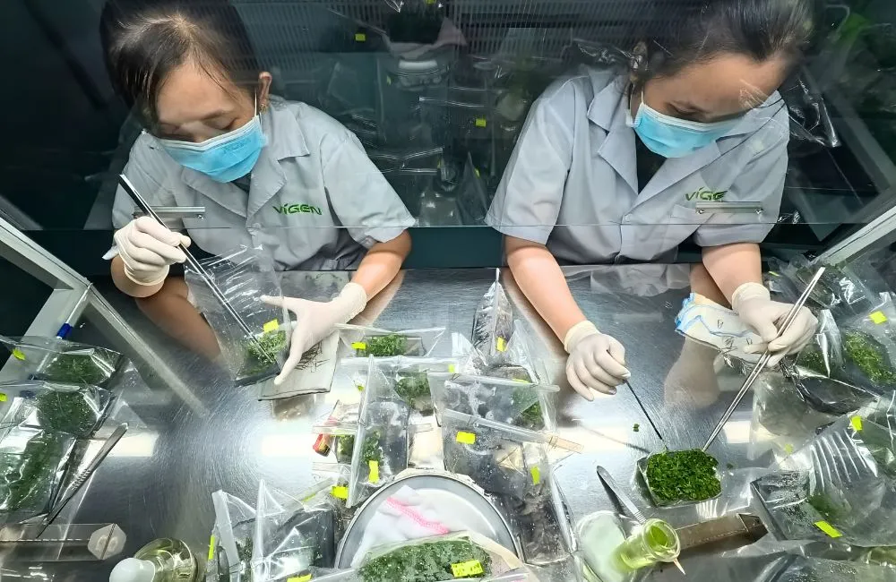 Cúc mâm xôi Chợ Lách