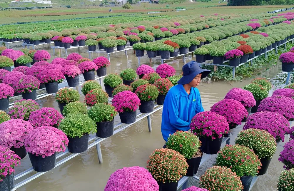 Cúc mâm xôi Chợ Lách 