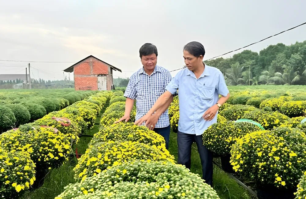 Cúc mâm xôi Chợ Lách 
