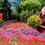Cúc mâm xôi đỏ Chợ Lách - Giống hoa tiềm năng cho thị trường tết