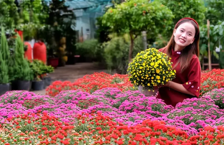 Cúc mâm xôi đỏ Chợ Lách – Giống hoa tiềm năng cho thị trường tết