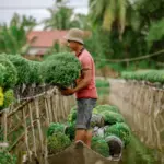 10 sai lầm khiến cúc mâm xôi không tròn tán cần biết