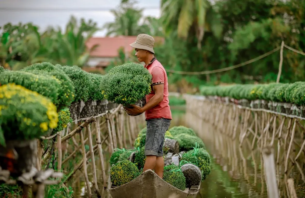 Những sai lầm khiến cúc mâm xôi không tròn tán