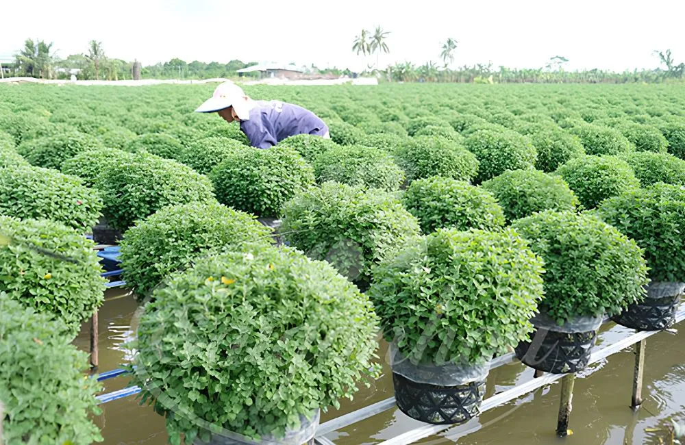 Những sai lầm khiến cúc mâm xôi không tròn tán