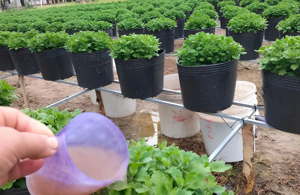 Những sai lầm khiến cúc mâm xôi không tròn tán