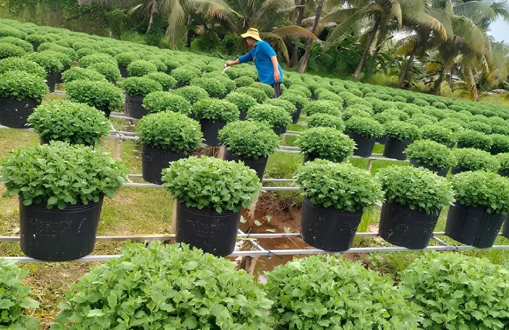 Những sai lầm khiến cúc mâm xôi không tròn tán