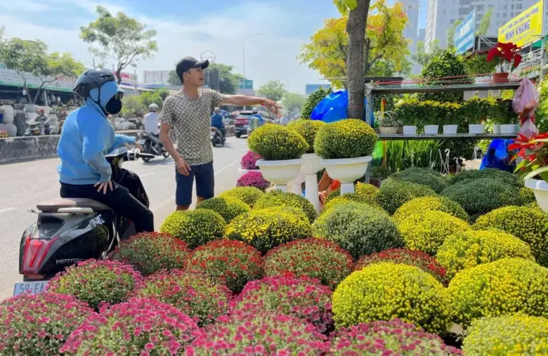 Vì sao cúc mâm xôi luôn là hoa tết được yêu thích