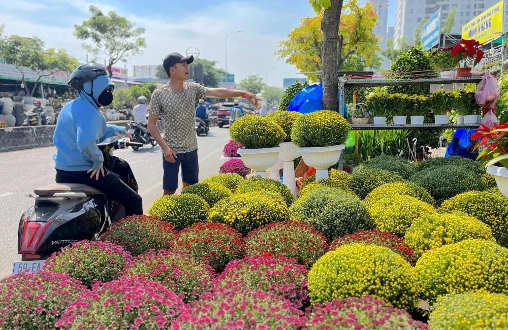 Cúc mâm xôi ngày tết