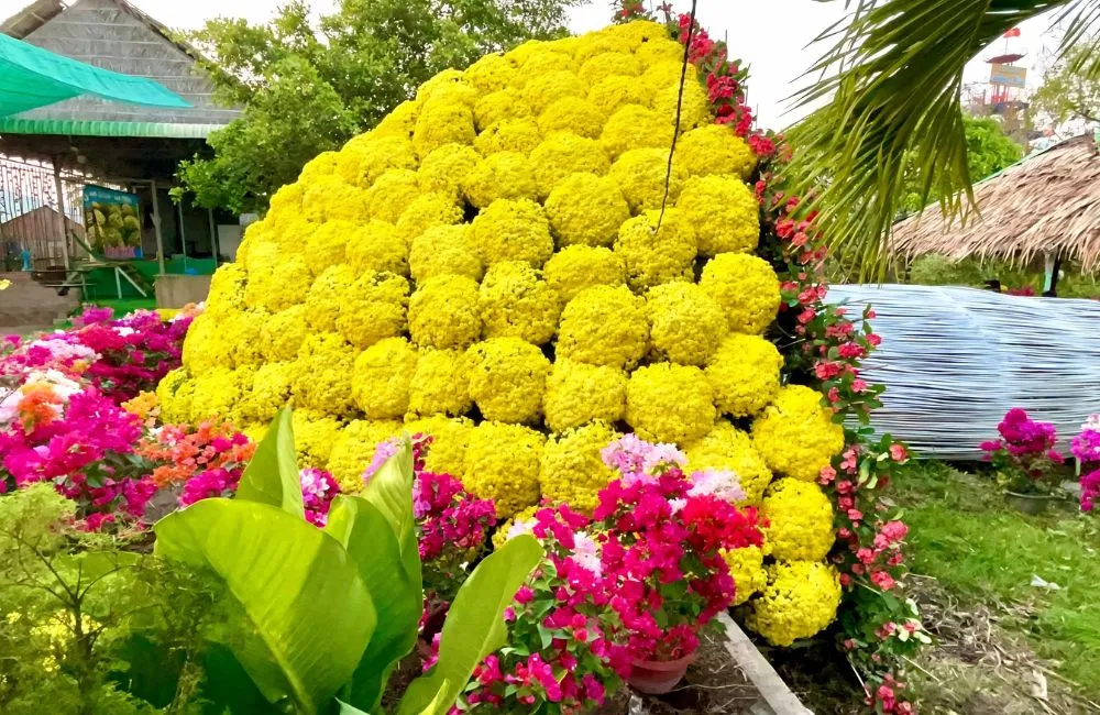 Cúc mâm xôi ngày tết