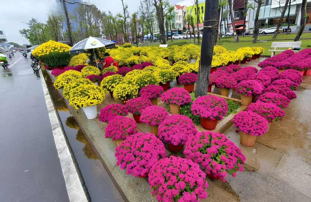 Cúc mâm xôi ngày tết