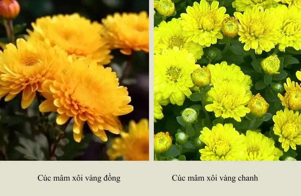 Cúc mâm xôi vàng đồng