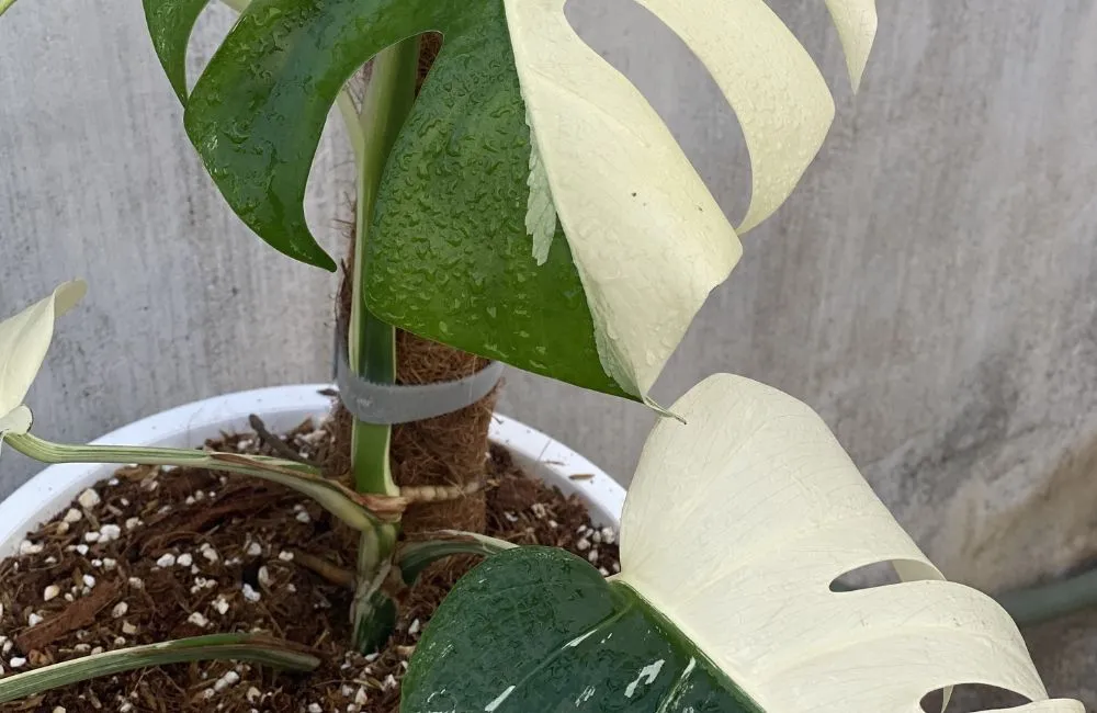 Đặc điểm Monstera Borsigiana Albo