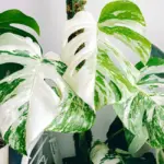 Khám phá đặc điểm Monstera Borsigiana Albo – Dòng Monstera được săn đón