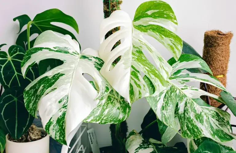 Khám phá đặc điểm Monstera Borsigiana Albo – Dòng Monstera được săn đón