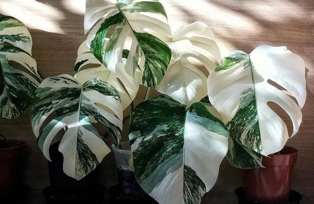 Đặc điểm Monstera Borsigiana Albo