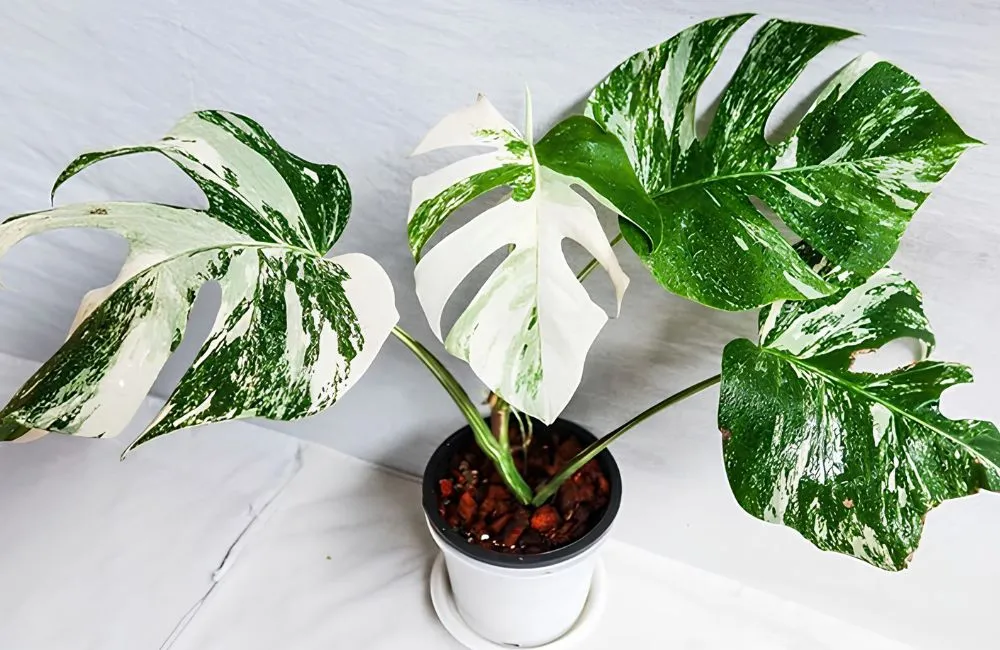 Đặc điểm Monstera Borsigiana Albo