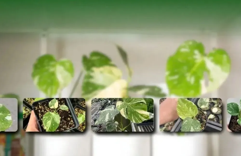 Đặc điểm Monstera Borsigiana Albo