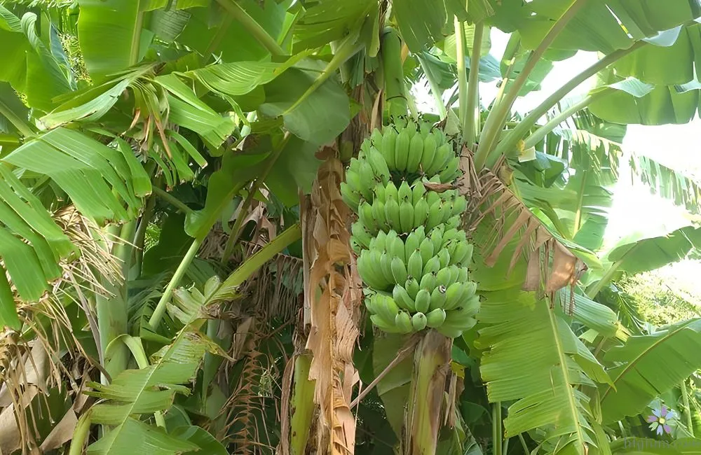 Đặc điểm chuối sứ cấy mô