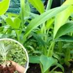 Đặc điểm chuối sứ cấy mô và những lợi thế trong sản xuất