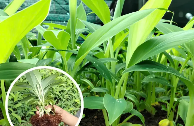 Đặc điểm chuối sứ cấy mô và những lợi thế trong sản xuất