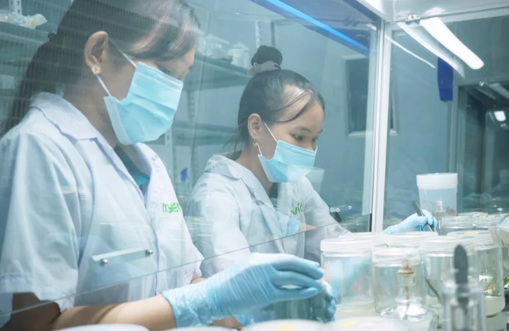 Đặc điểm chuối sứ cấy mô