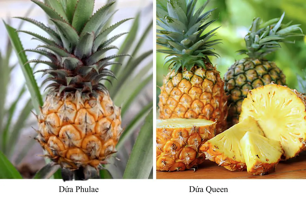 Đặc điểm dứa Phulae