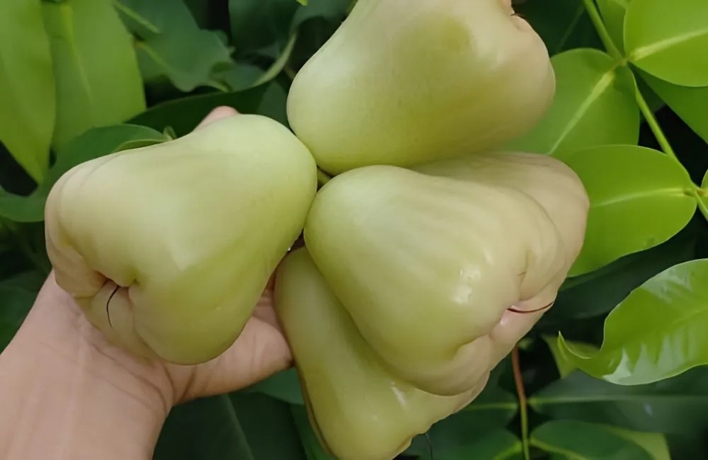 Đặc điểm mận MDH