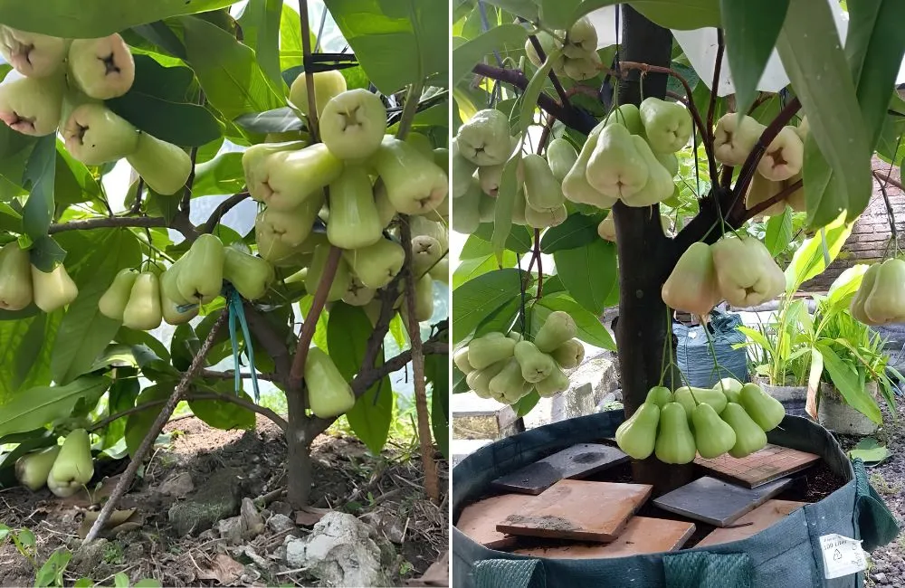 Đặc điểm mận MDH