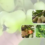 Đặc điểm mận MDH và lý do giống mận này được nhiều nhà vườn lựa chọn
