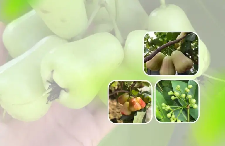 Đặc điểm mận MDH và lý do giống mận này được nhiều nhà vườn lựa chọn