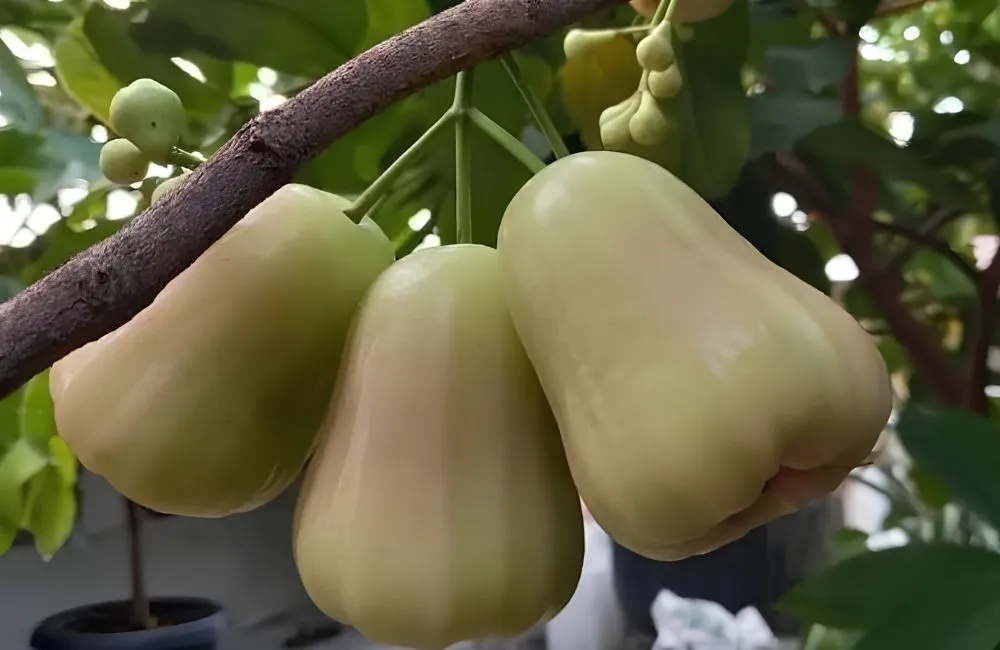 Đặc điểm mận MDH