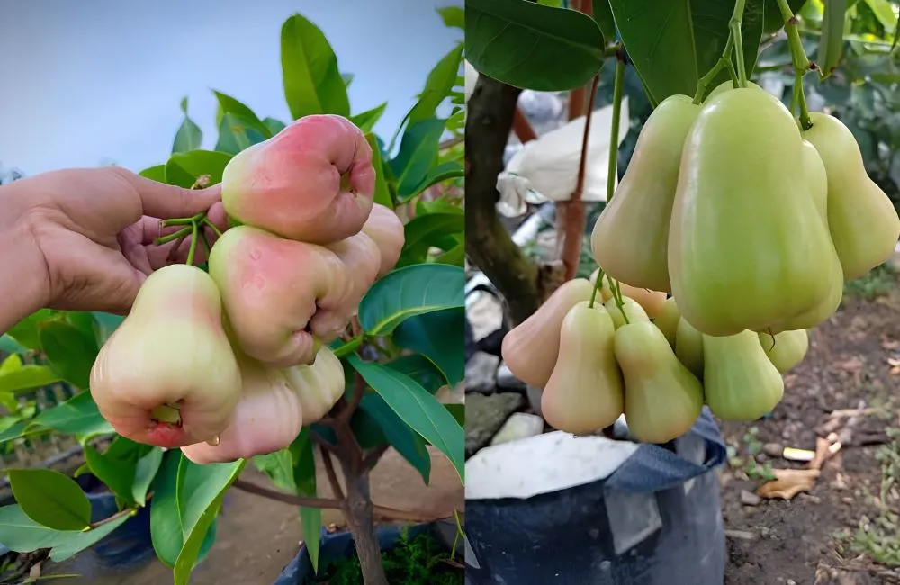 Đặc điểm mận MDH