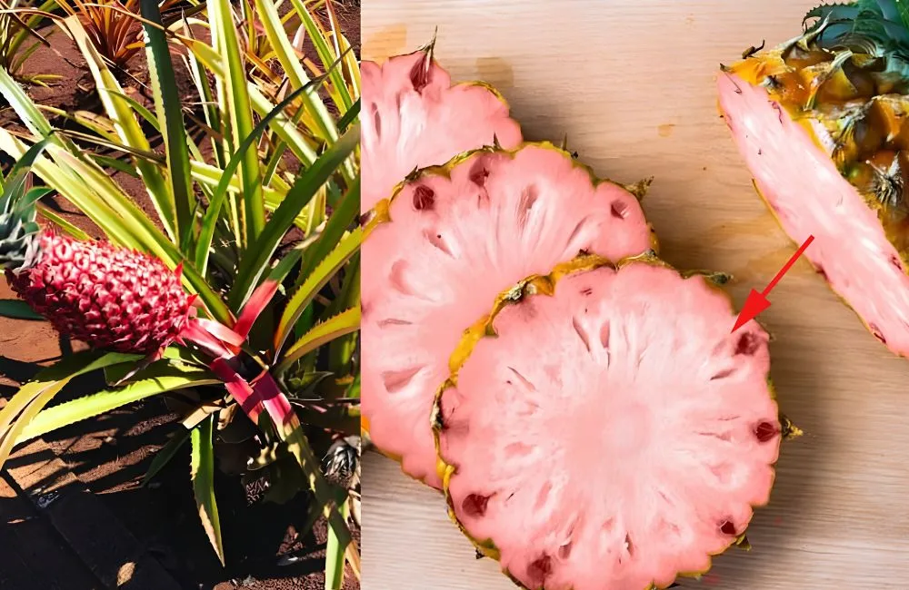 Đặc điểm quả dứa Pinkglow