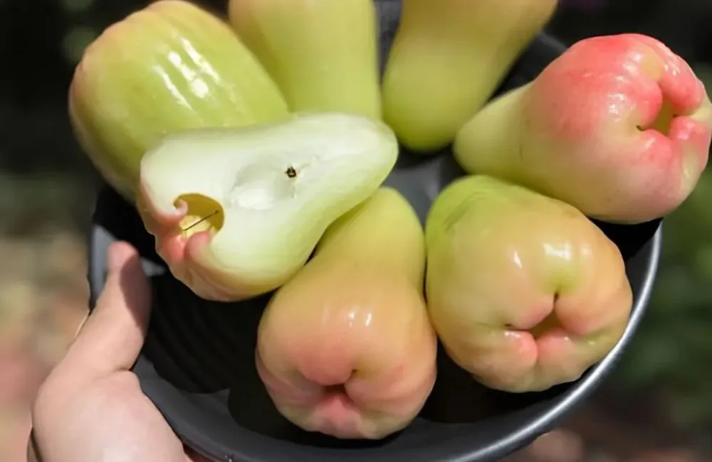 Đặc điểm quả mận MDH