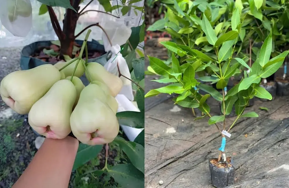 Đặc điểm quả mận MDH