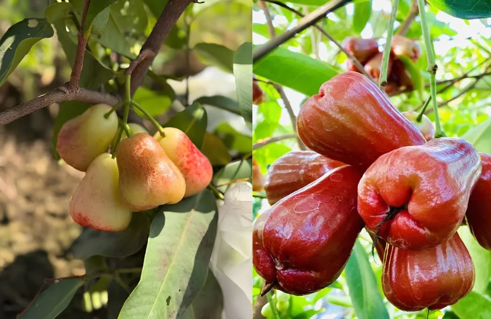 Đặc điểm quả mận MDH