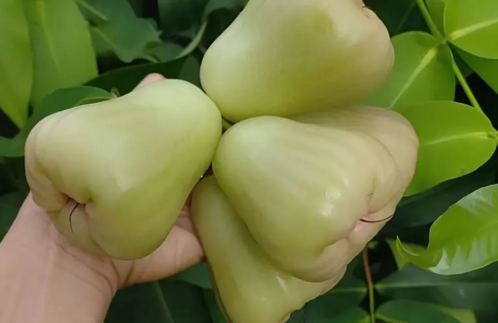 Đặc điểm quả mận MDH