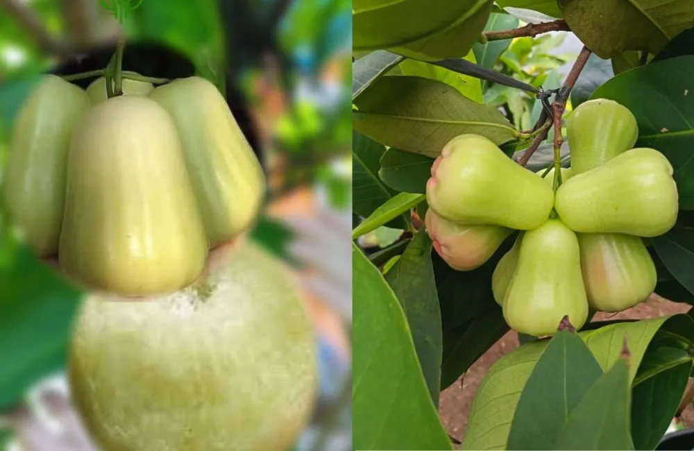 Đặc điểm quả mận MDH