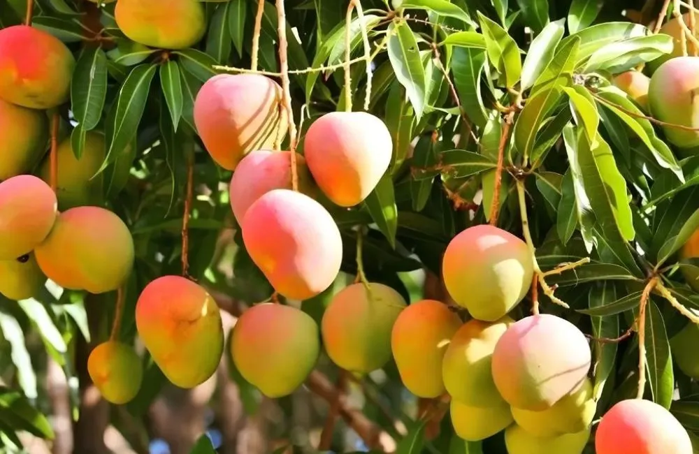 Đặc điểm quả xoài Alphonso