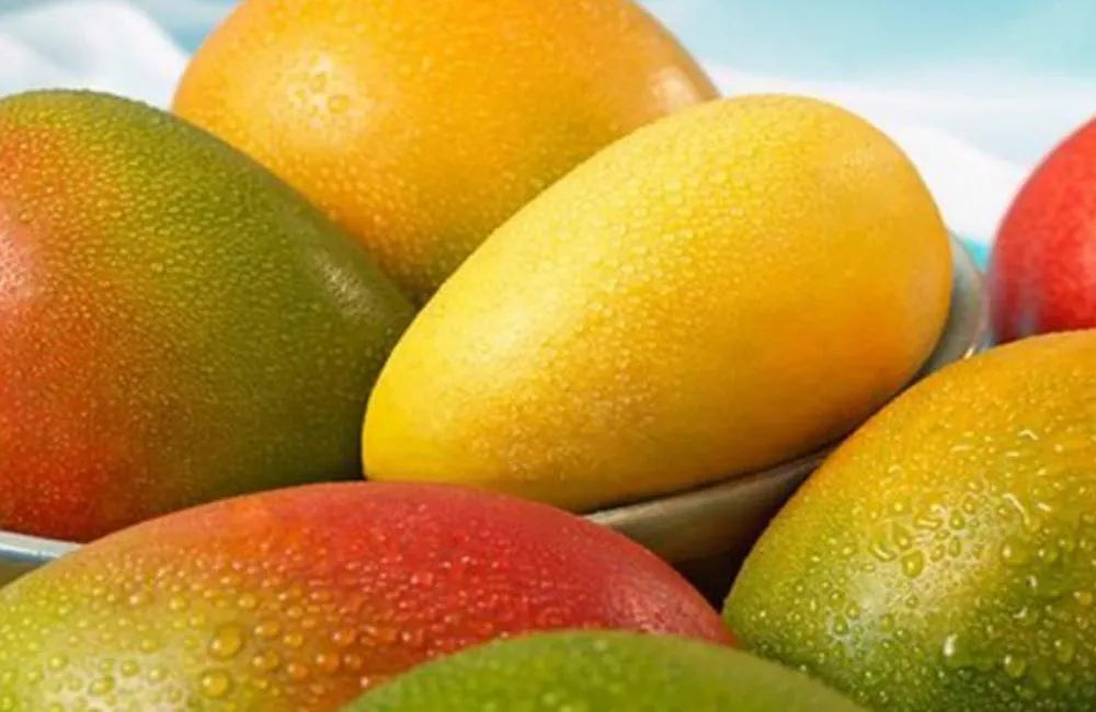 Đặc điểm quả xoài Alphonso