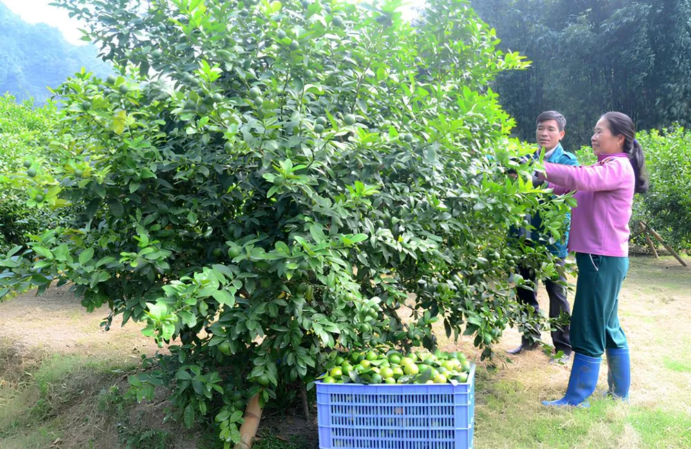 Đặc điểm sinh trưởng chanh không hạt