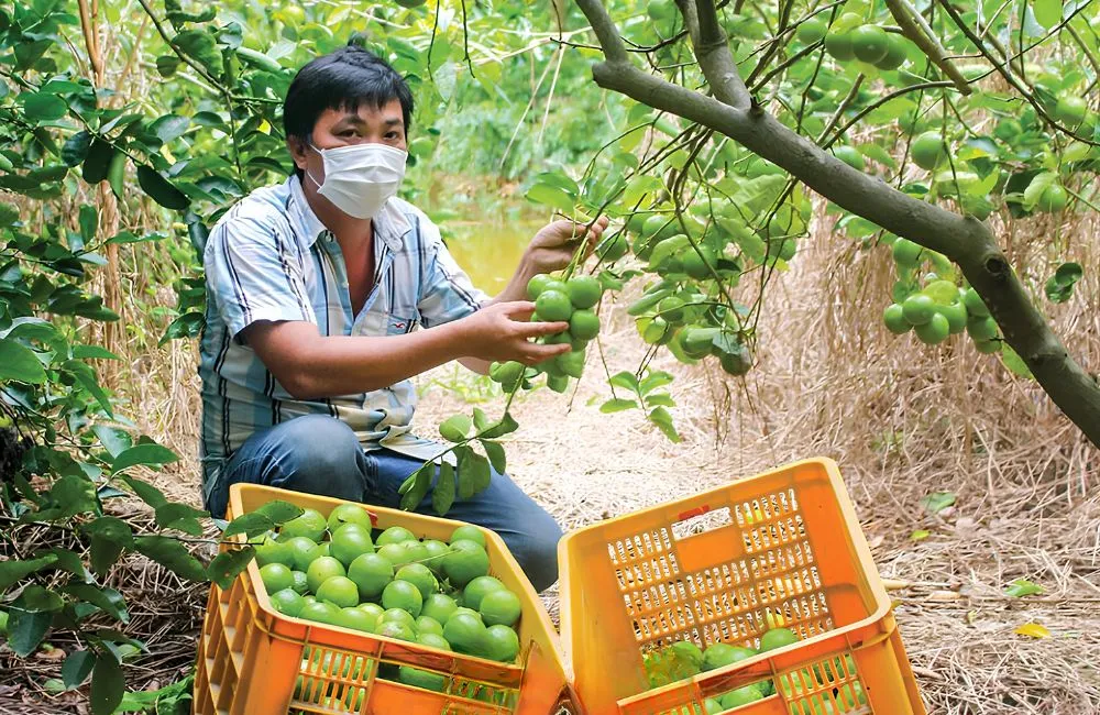Đặc điểm sinh trưởng chanh không hạt