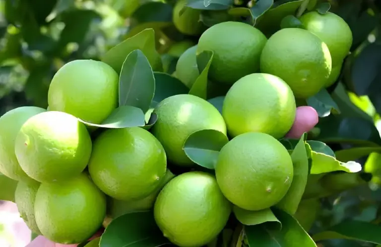 Đặc điểm sinh trưởng chanh không hạt có gì đặc biệt?