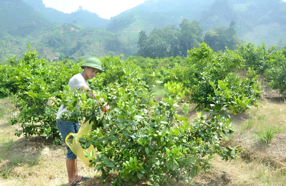 Đặc điểm sinh trưởng chanh không hạt
