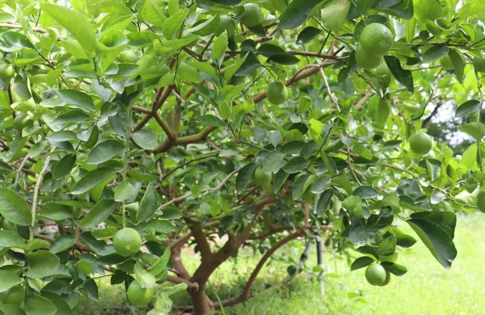 Đặc điểm sinh trưởng chanh không hạt